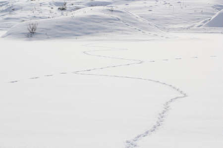 I found this fox tracks intersecting a hare pathの写真素材