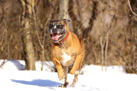 playful dog running in big snowの写真素材