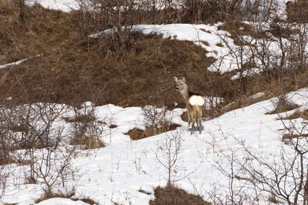 Roe deer doe resembling with the environmentの写真素材