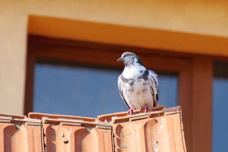 young pigeon standing on a damaged roofの写真素材