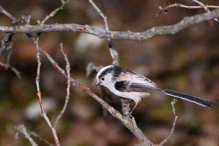 aegithalos caudatus-long tailed tit standing on a branchの写真素材
