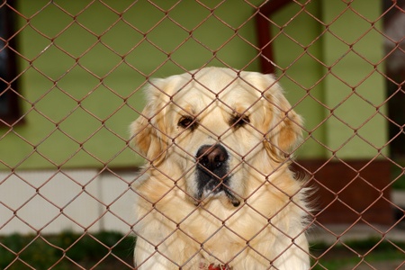sad dog being closed in its penの写真素材