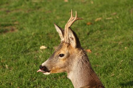 young roe deer buck with growing trophyの写真素材