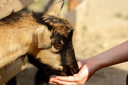 young goat eating from hand at an animal parkの写真素材