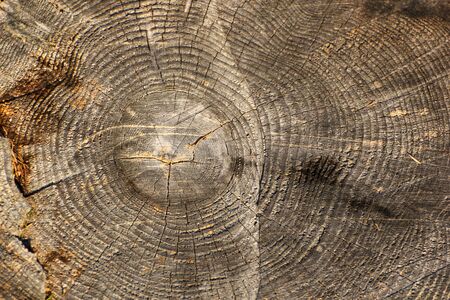 dead wood texture on a cut trunk found in the forestの写真素材