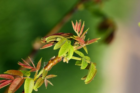 emerging buds on a walnut tree in early springの写真素材
