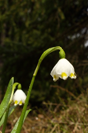 wet snowdrop in the woods just after the rainの写真素材