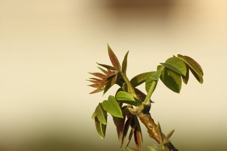 buds of a walnut tree emerging in springの写真素材