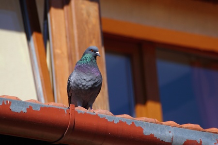 male pigeon standing up on a roofの写真素材
