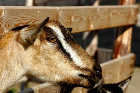 portrait of brown goat lifting its head through the fenceの写真素材