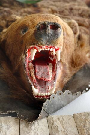 brown bear trophy hunted in Rodnei mountains, the Carpathians, Romaniaの写真素材