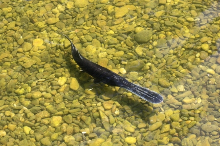 polyodon spathula, a bizarre fish in an artificial lakeの写真素材