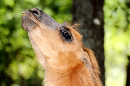 domesticated llama spitting towards the tourists because the food offered was no goodの写真素材