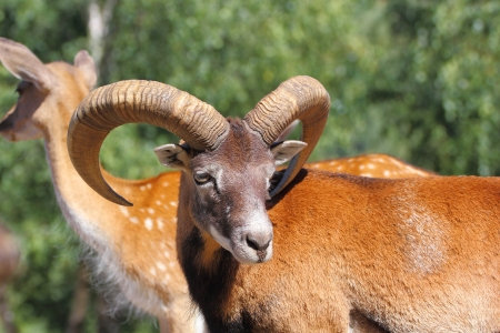 beautiful mouflon ram standing with a herd of fallow deers in an animal enclosureの写真素材