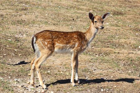fallow deer fawn ( dama dama ) profile in the fieldの写真素材