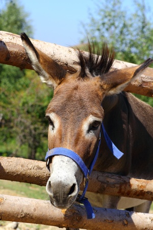 portrait of a funny donkey at a farmの写真素材