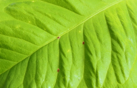 lemon leaf infested with coccus hesperidumの写真素材