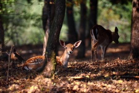 fallow deer calf standing in the warm light after dawnの写真素材