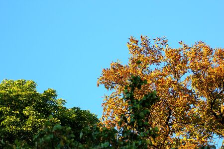 two chestnuts in a park - one getting autumn colors earlierの写真素材