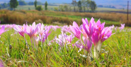 detail of an autumn crocus  colchicum autumnale  in the fieldの写真素材