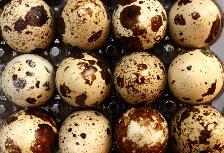 bunch of quail eggs forming a pattern の写真素材