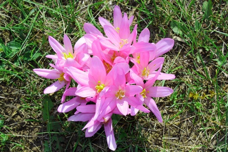 autumn crocus  colchicum autumnale  forming a natural bouquetの写真素材