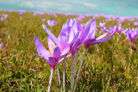 detail of wild mountain flowers  colchicum autumnale  in the fieldの写真素材