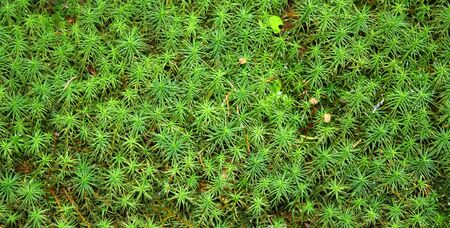 textured green moss in a mountain forestの写真素材