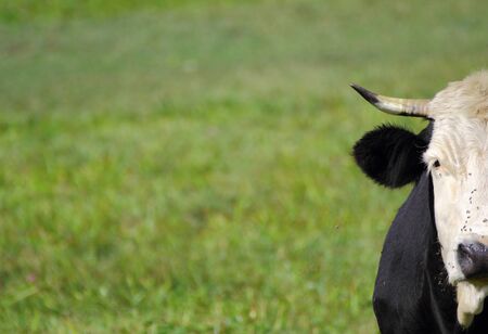 holstein portrait over green grass bokeh backgroundの写真素材