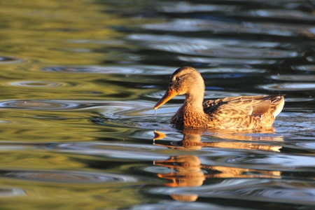 mallard duck swimming in the warm light of dawnの写真素材