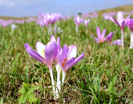 purple wild flowers (colchicum autumnale) in a mountain meadowの写真素材
