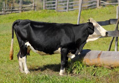 holstein searching for water at a springの写真素材