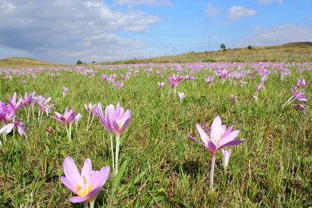 meadow covered with autumn crocus  colchicum autumnale の写真素材