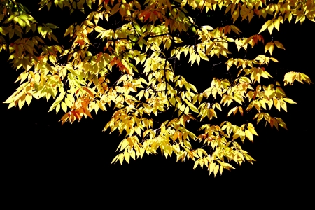 beautiful colored hornbeam tree foliage in autumnの写真素材
