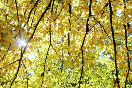 beautiful autumn leaves filter the light from the sunの写真素材