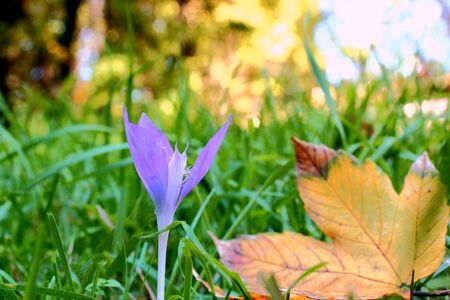 blue seasonal flower   colchicum autumnale   in the grassの写真素材