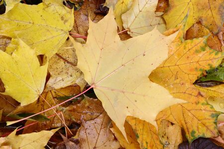autumn maple leaves on ground - colorful backgroundの写真素材