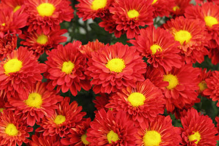 beautiful red and yellow chrysanthemum bouquetの写真素材