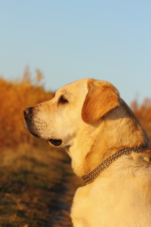 beautiful dog portrait at dusk in the woodsの写真素材