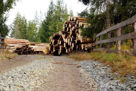 bunch of felled trees near a mountain road in the forest