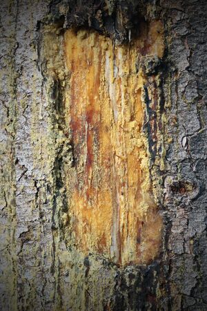 scar full with resin  on a spruce trunk with added vignetteの写真素材