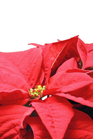 detail of a beautiful red poinsettia flower over whiteの写真素材