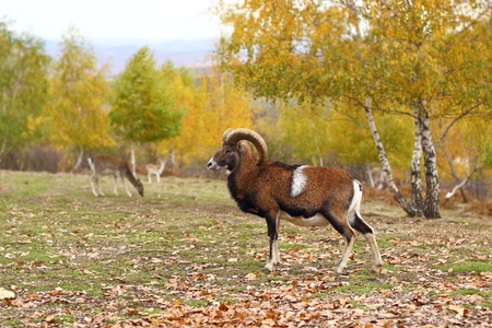 mouflon male standing in a glade in fall season - beautiful autumn forest backgroundの写真素材