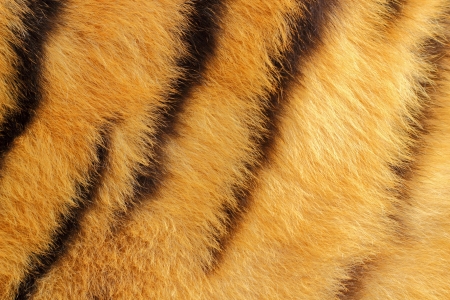 colorful detail of tiger peltの写真素材
