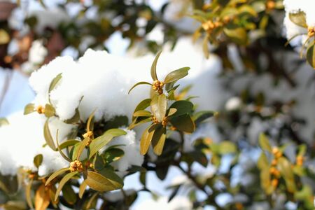 detail of green buxus leaves covered in snow in winterの写真素材