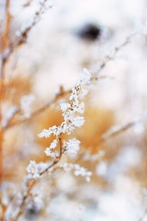 twig full of rime in winter - short dof and blurred backgroundの写真素材