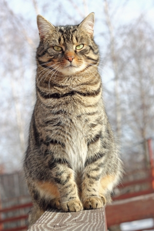 cat relaxing on a wooden fence in a cold dayの写真素材