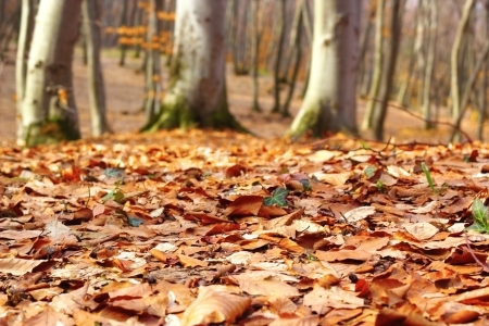 forest ground in late autumn with faded leavesの写真素材