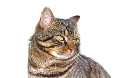 beautiful male cat portrait over whiteの写真素材