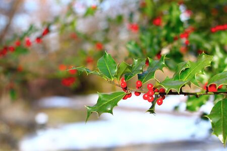 common holly   ilex aquifolium   red berries in winterの写真素材